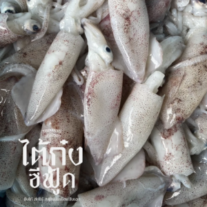 หมึกกะตอย
